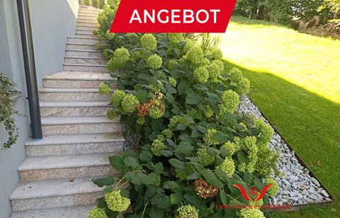 Granit Histora Pur Antik Stufe – Naturstein Trittstufen für Garten- und Außentreppen