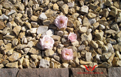 MARMOR GIALLO MORI ZIERSPLITT